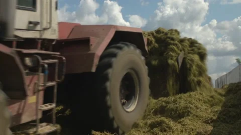 Preparing forage on a farm for cattle. Livestock feed. Stock Footage 219852394