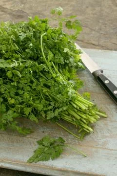 Preparing fresh chervil herb in a bunch Stock Photos
