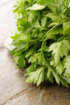 Preparing fresh chervil herb in a bunch Stock Photos