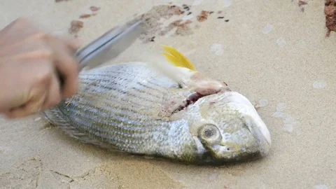 Preparing Fresh Fish Stock Footage 77484554