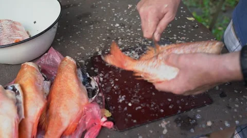 Preparing fresh fish. Man scales sea bass. Cleaning fish with a knife on a table Vidéo 309860420