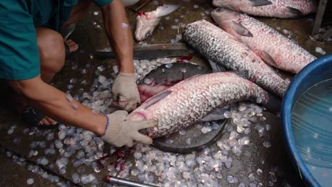 Preparing Fresh Fish for Traditional Braised Fish in Vu Dai Village, Ninh Binh, Stockbeeldmateriaal 344789658