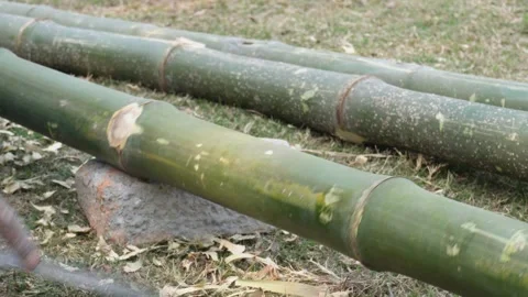 Preparing Fresh Green Bamboo Stockbeeldmateriaal 332579961