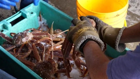 Preparing fresh large crab on ice for dinner Stock Footage 82517471