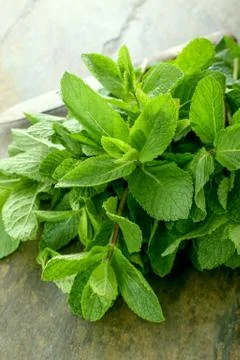 Preparing fresh mint herb Stock Photos