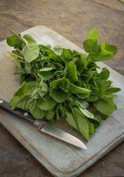 Preparing fresh mint herb Stock Photos