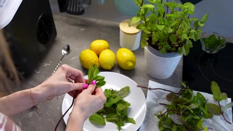 Preparing fresh mint for iced herbal tea and refreshing drinks Stock Footage 340899210