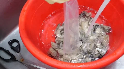 Preparing fresh oysters in commercial kitchen sink with red basin Stock Footage 345509731