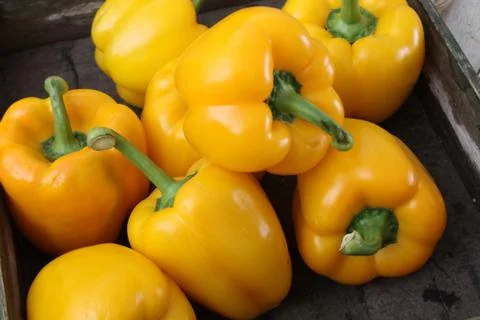 Preparing fresh peppers Stock Photos