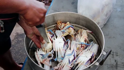 Preparing freshly caught shrimp Stock Footage 228935564