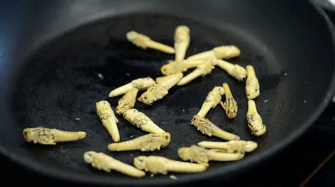 Preparing grashoppers Stock-Footage 21843370