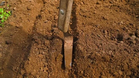 Preparing greenhouse bed soil for sowing seeds with a hand hoe. Loosening earth Stock-Footage 342913184