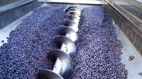 Preparing harvested red grapes for fermentation process Видео 100151572