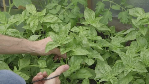 Preparing a healthy meal  - close up Video stock 81187220