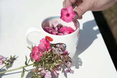 Preparing Herbal Drink 库存照片