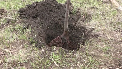 Preparing a hole and planting a tree in the garden. Stock Footage 152394825