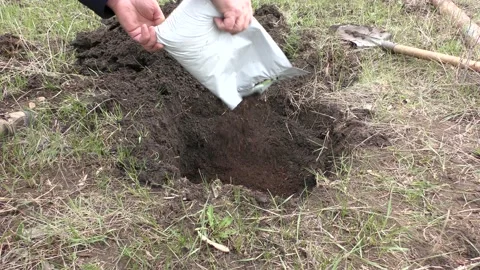 Preparing a hole and planting a tree in the garden. Stock Footage 152394938
