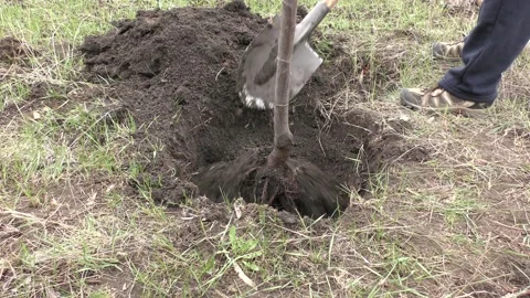 Preparing a hole and planting a tree in the garden. Stock Footage 152394956