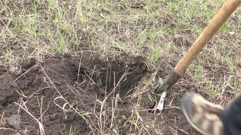 Preparing a hole and planting a tree in the garden. Stock Footage 152395038