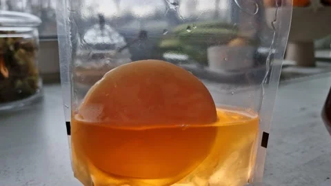 Preparing a home made kombucha from the black tea Stock Footage 234059494