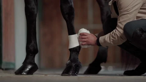 Preparing the horse Stock Footage 219924965