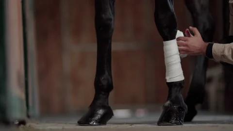 Preparing the horse legs Stock Footage 219924785