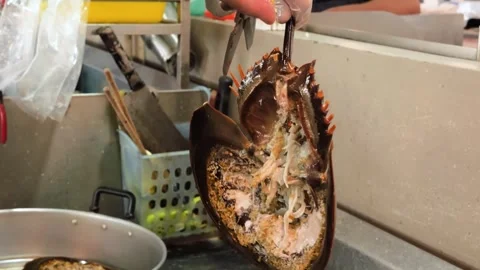Preparing Horseshoe Crab for Cooking Cutting Open Shell to Reveal Roe Video stock 344221323