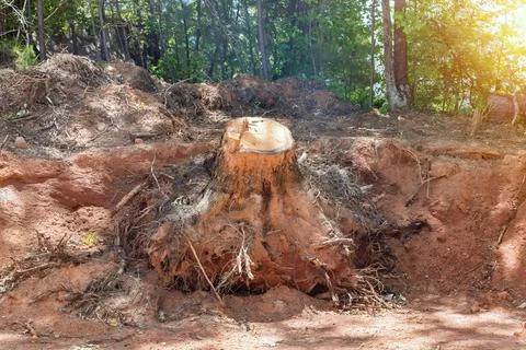 Preparing land for housing new complex property with tree stump removal the Stock-Fotos
