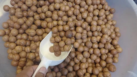 Preparing macadamia nuts for roasting in a bowl Stock Footage 340303530