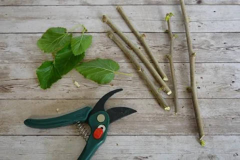 Preparing mulberry branches to make fruit tree cuttings. pruning shears wit.. Stock Photos