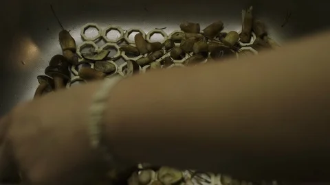 Preparing mushrooms Stock Footage 117264107