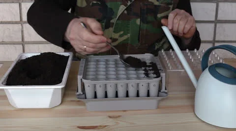 Preparing nursery box for onion seeding 2a Stock Footage 23246746