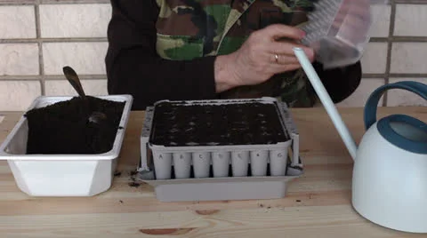 Preparing nursery box for onion seeding 2b Stock Footage 23246789