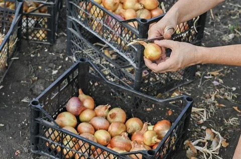 Preparing onions for long-term storage Stock Photos