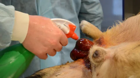 Preparing the operative field Stock Footage 27794806