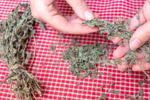 Preparing oregano Stock Photos