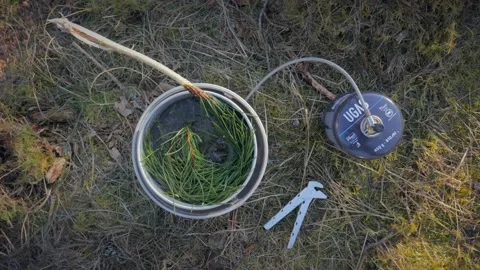 Preparing pine needle tea in nature while hiking, Handheld Stock Footage 134773899