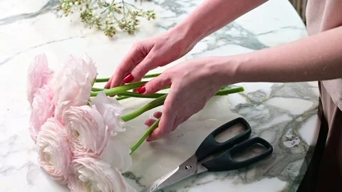 Preparing pink ranunculus flowers for elegant floral arrangements on a marble Stock Footage 304044756