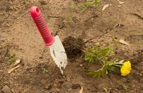 Preparing to plant Stock Photos