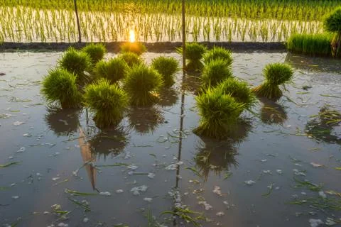 Preparing to planting rice in rice fields, Stock Photos