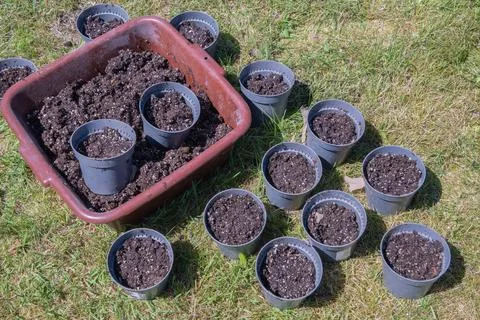 Preparing pots for seedlings,filling with nutrient soil, seasonal gardening Stock Photos