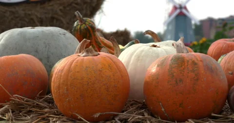 Preparing the pumpkins for Halloween 2026 Stock-Footage 347125854