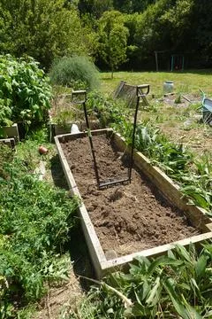 Preparing raised garden bed with broadfork tool for cultivation Stock Photos
