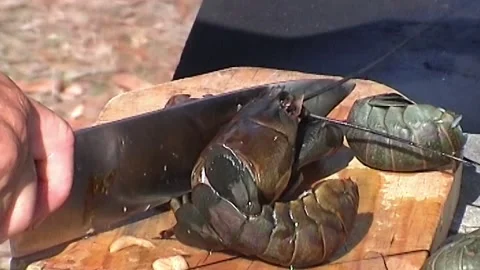 Preparing Red Claw 스톡 동영상 246456444