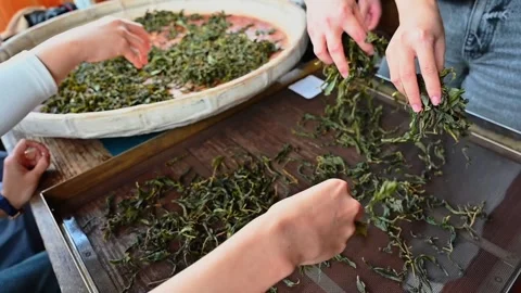 Preparing rolled tea leaves for roasting Stock Footage 342409554