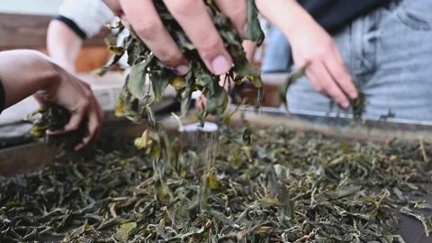 Preparing rolled tea leaves for roasting Stock Footage 342409659