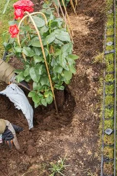 Preparing a rose bed in spring Foto stock