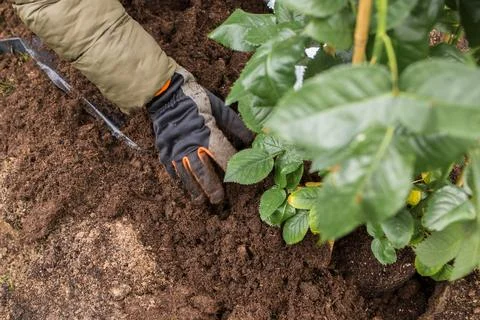 Preparing a rose bed in spring Stock Photos