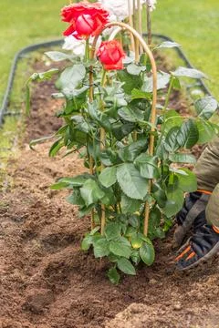 Preparing a rose bed in spring Stock Photos