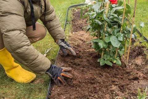 Preparing a rose bed in spring Stock Photos